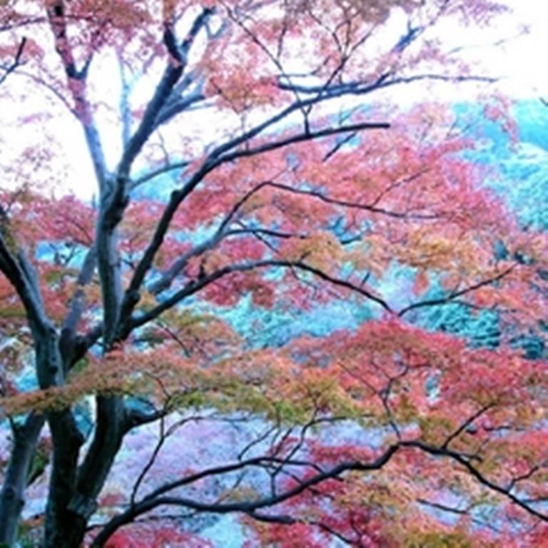 Raku Yado Hana Hana Ito  Esterno foto